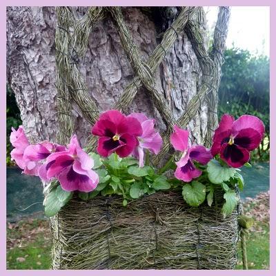 Première fleur de l'année pour mon camélia ( Donation, Ma...