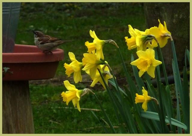 Première fleur de l'année pour mon camélia ( Donation, Ma...
