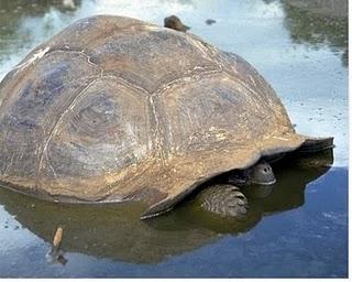 Les iles Galapagos victime du tsunami