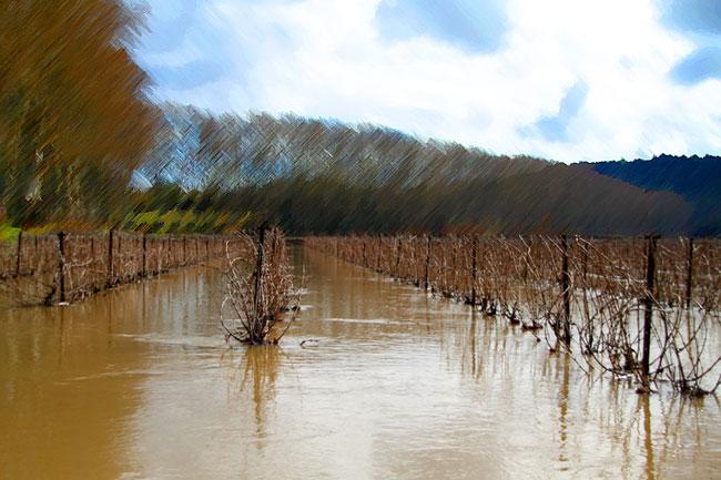 inondation-pezenas-vigne-languedoc