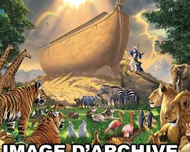 L’arche de Noé, c’est vraiment n’importe quoi !