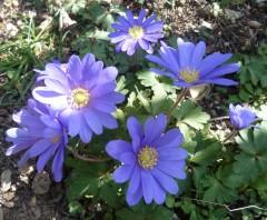 poésie, écriture, poèmes, poètes, fleurs, printemps,