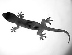 Raharimanana : Les cauchemars du gecko