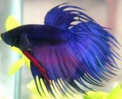 betta_splendens1.jpg