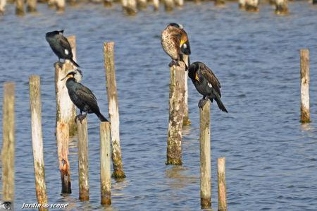 Balade au cœur d'une nature sauvage en toute liberté Cormorans