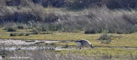 Balade au cœur d'une nature sauvage en toute liberté Oie_cendrée
