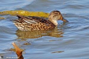 Balade au cœur d'une nature sauvage en toute liberté Sarcelle d'hiver femelle