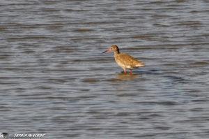 Balade au cœur d'une nature sauvage en toute liberté Chevalier_gambette_3