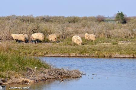Balade au cœur d'une nature sauvage en toute liberté Moutons