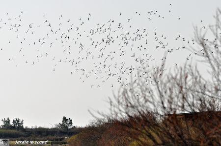 Balade au cœur d'une nature sauvage en toute liberté Limicoles_en_vols