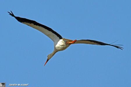 Balade au cœur d'une nature sauvage en toute liberté Cigogne_3