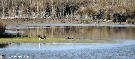 Balade au cœur d'une nature sauvage en toute liberté Tadorne_de_Belon_2