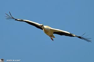 Balade au cœur d'une nature sauvage en toute liberté Cigogne_7