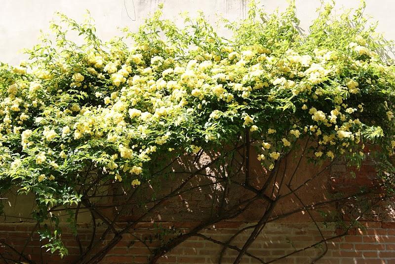 Bon printemps, même à ceux qui ont encore les pieds dans la neige, courage, il arrive !