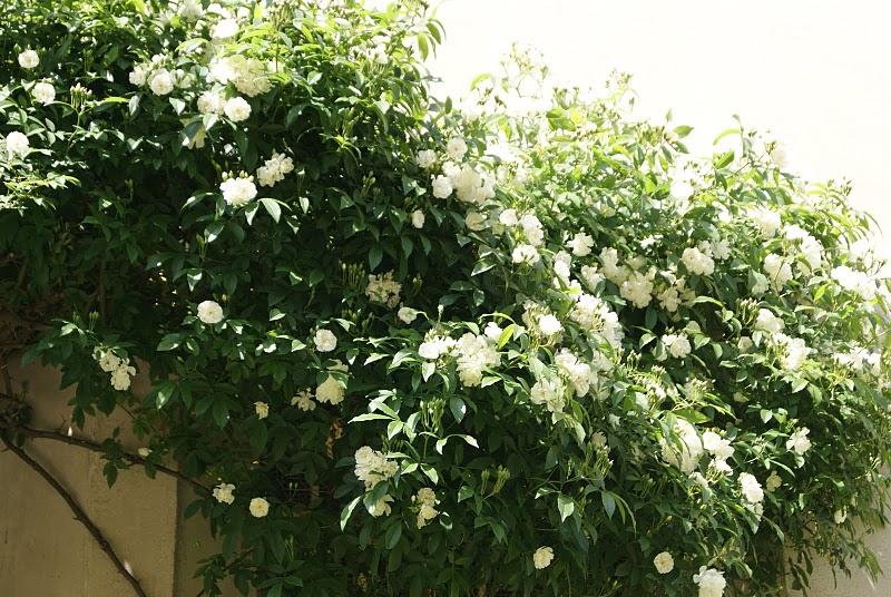 Bon printemps, même à ceux qui ont encore les pieds dans la neige, courage, il arrive !