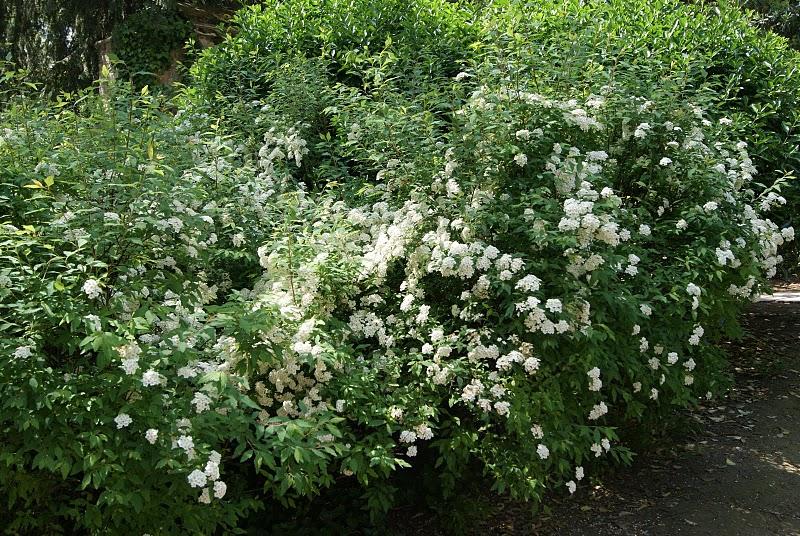Bon printemps, même à ceux qui ont encore les pieds dans la neige, courage, il arrive !