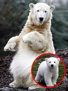 polarbear_knut240