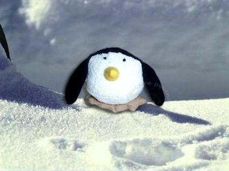 pingouin7