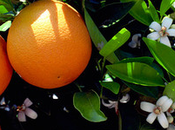 L'ingrédient mois: fleur d'oranger
