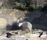 vidéo knut ours polaire mort dernière minute
