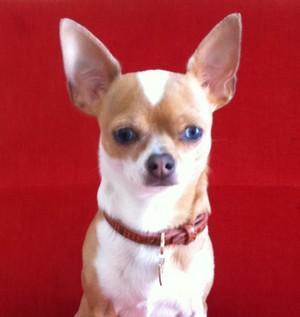 Dina, le Chihuahua qui a un rêve... collier petit chien - collier pour petit chien