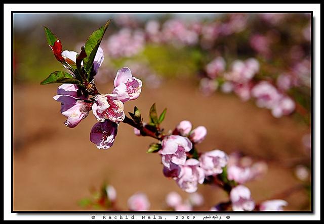 Moroccan Early Spring - Printemps précoce marocain