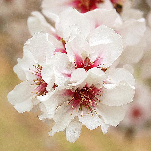 primavera.jpg