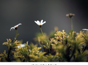 Technique vous avez “bokeh”