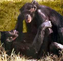 Grаmо : pоème Les Воnоbоs