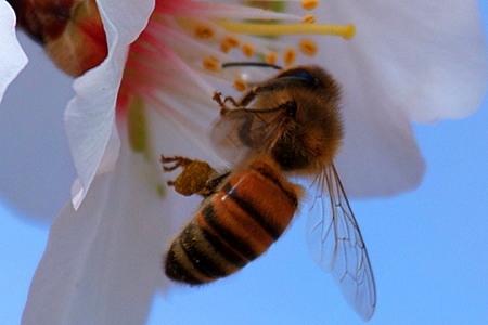 abeille-film-pollen.jpg