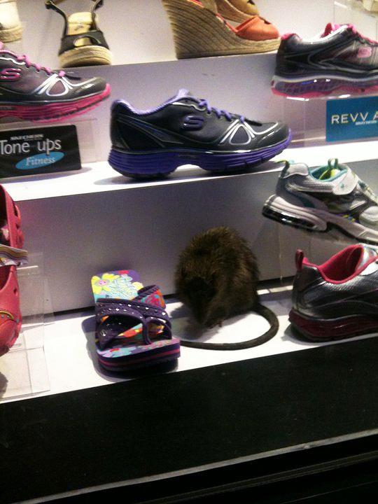 Un rat à la mode à New York !