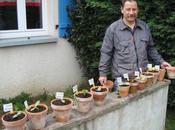 boutures Roger, mars 2011