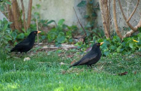 Le merle des jardins n'est pas partageur http://farm6.static.flickr.com/5310/5552016579_ffbb0e09e7_b.jpg