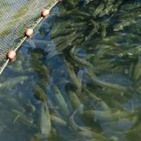 Près de Fukushima, l’eau de mer fortement contaminée