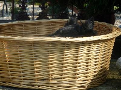 Le soleil est toujours généreux, désormais la vie est au ...