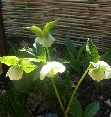 Le soleil est toujours généreux, désormais la vie est au ...