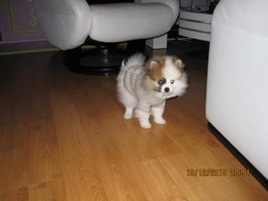 Il a fait froid cet hiver... Heureusement que nous étions bien couverts :D pull pour chien - pull chien - pull pour petit chien - pull petit chien