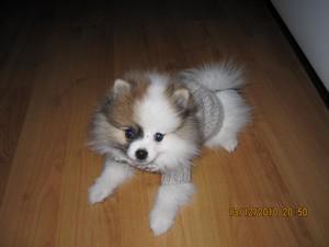 Il a fait froid cet hiver... Heureusement que nous étions bien couverts :D pull pour chiot - pull chiot - pull pour loulou de poméranie - pull loulou de poméranie