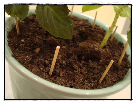 Comment se débarrasser des pucerons....