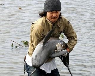 Tsunami au Japon: un marsouin retrouvé au milieu d'une rizière