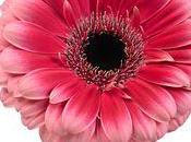 Gerberas