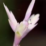 Fleur de Tillandsia cacticola
