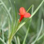 Fleur de Tillandsia albertiana