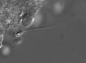 INFERTILITÉ chercheurs réussissent culture spermatozoïdes vitro Nature