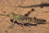 Miam, à nos insectes !