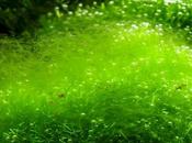 Encore biodiesel microalgues