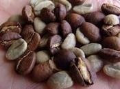 Journées torréfaction