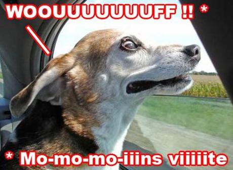 Traducteur chien