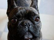 Darwin, plus beau bouledogues