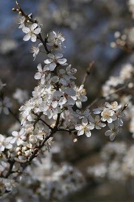 [Un peu de douceur]25/03Une partie de la nouvelle collect...